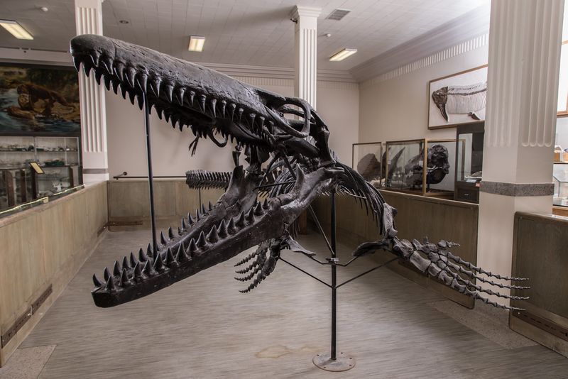 Explore the Museum of Geology