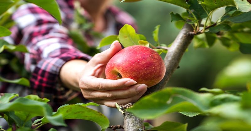 Apples