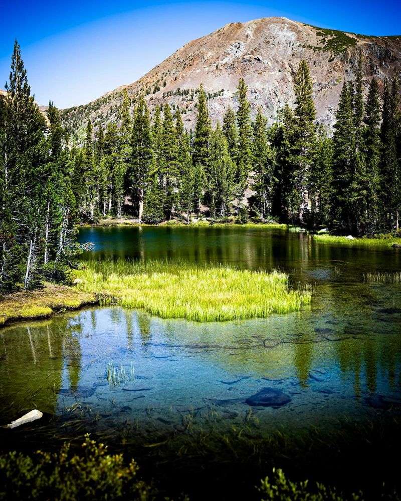 French Creek Carbon County Backcountry Herds