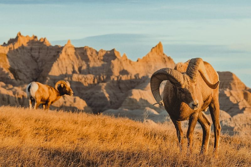Badlands National Park Wildlife Watching
