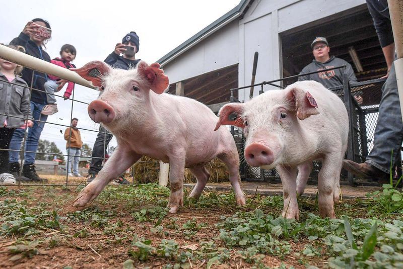 Animal Encounters: Beyond the Petting Zoo