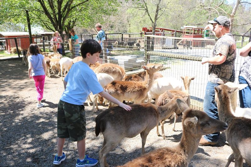 Smoky Mountain Deer Farm Encounters