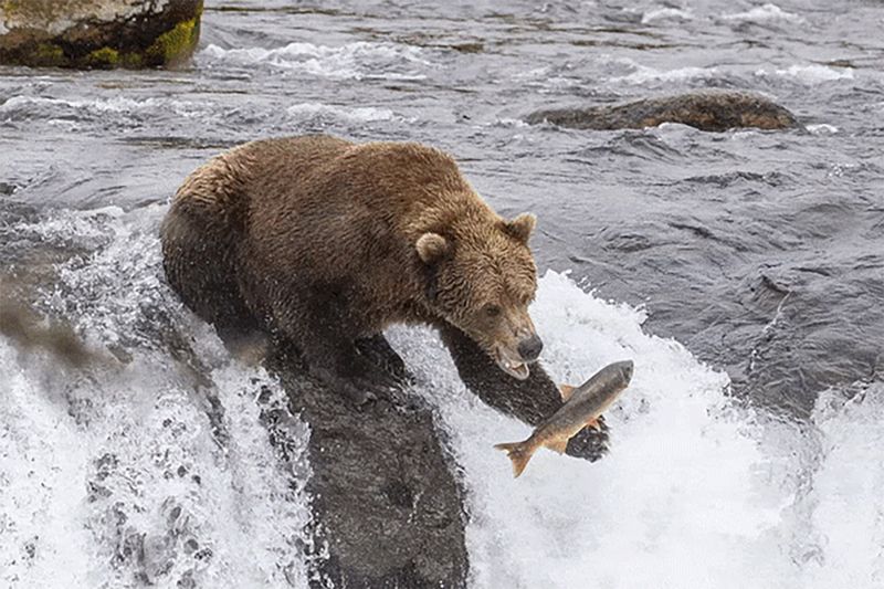 Live Bearcams Stream Worldwide