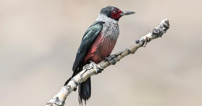 Lewis’s Woodpecker