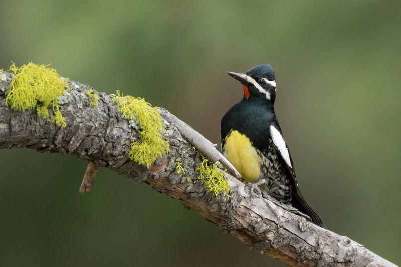 Williamson’s Sapsucker