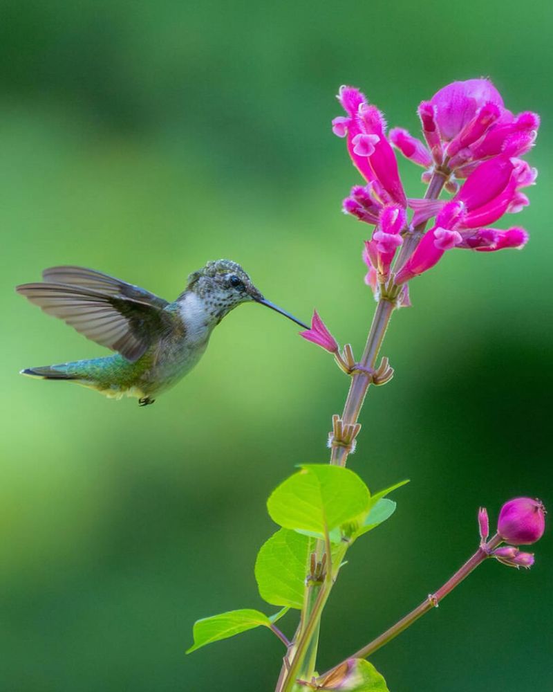 Bring Binoculars for Wildlife Watching