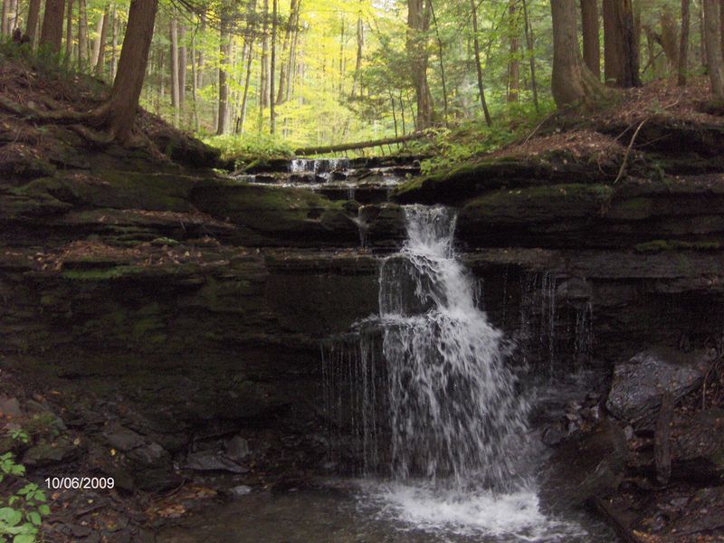 Fellows Hill — A Dynamic Woodland Route