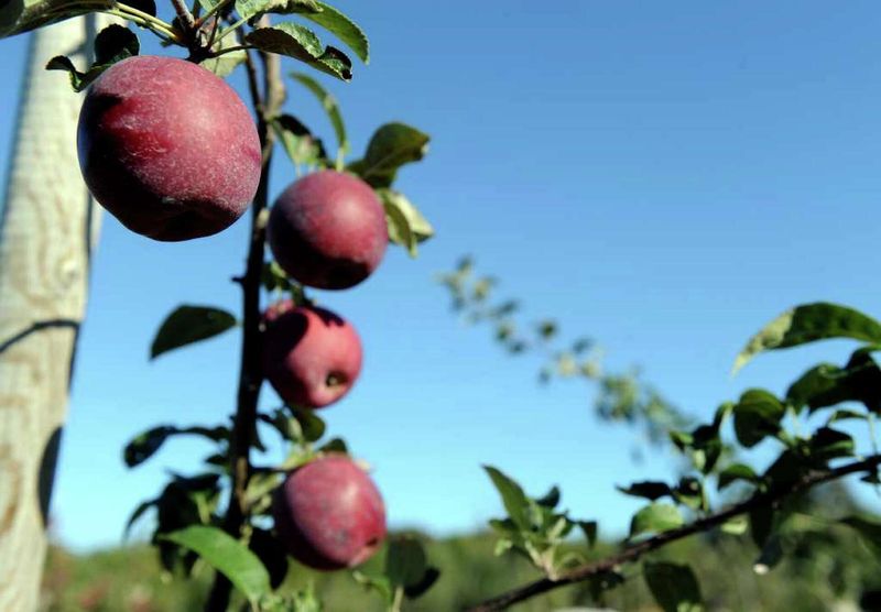 Beardsley's Cider Mill & Orchard: Boutique Picking Experience