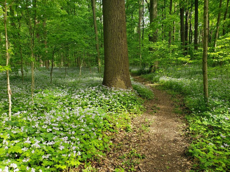 Ancient Trees and Living History