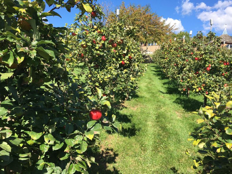 Urban Escape at Barthel Fruit Farm
