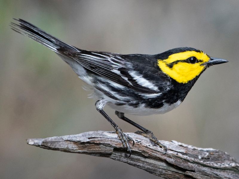 Balcones Canyonlands: Home of the Golden-cheeked Warbler