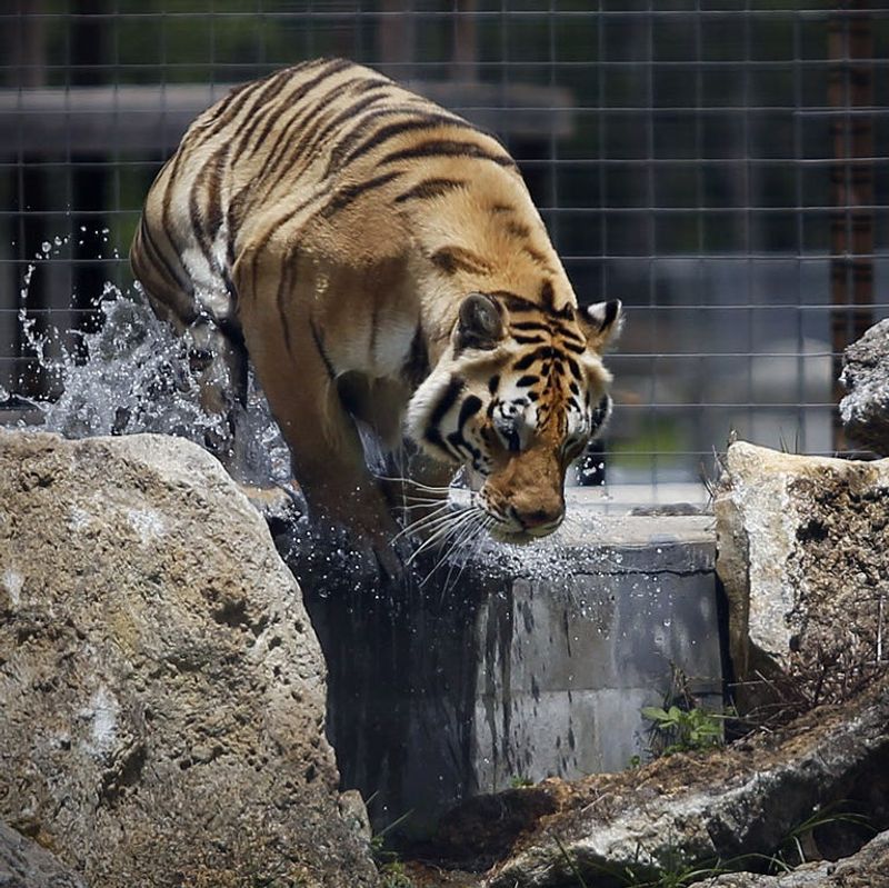 Carson Springs Wildlife (Gainesville)