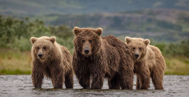 Home To Over 2,000 Brown Bears
