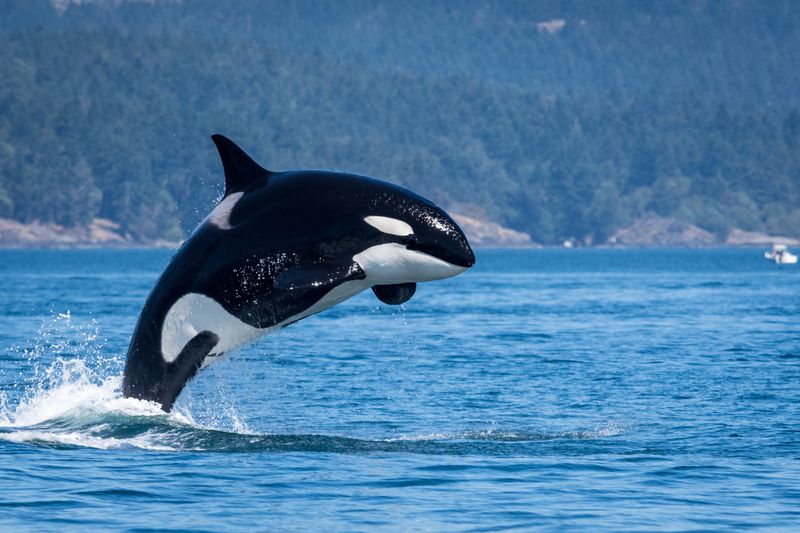 San Juan Islands, Washington