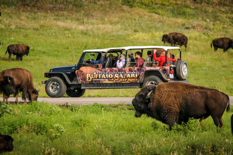 Custer State Park Buffalo Safari Jeep Tour