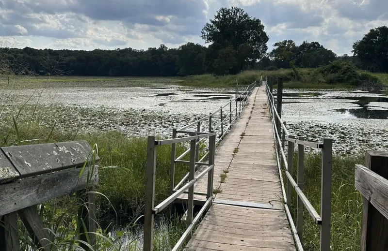 Floating Boardwalks and Migratory Birds