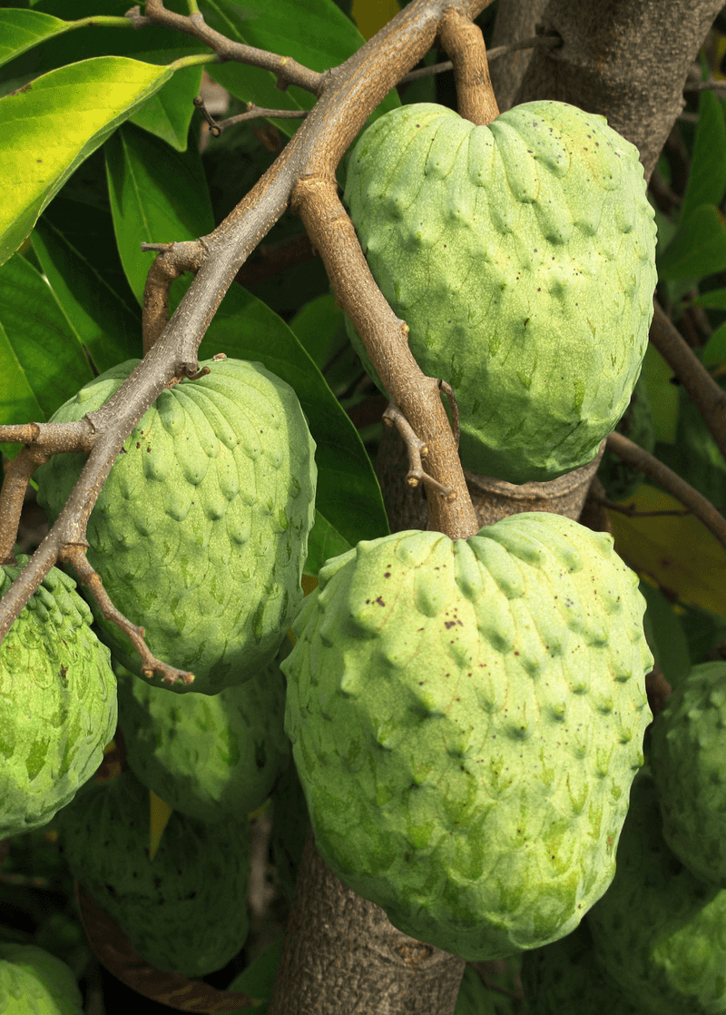 Atemoya: Custard in Fruit Form
