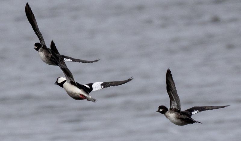 Migratory Bird Watching Excursions