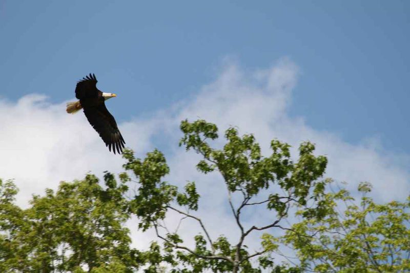 Wildlife Encounters Around Every Corner