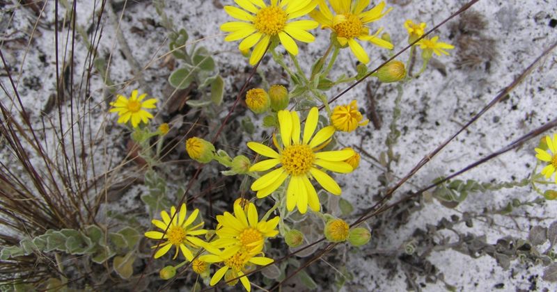 Golden Aster Scrub Nature Preserve (Hillsborough County)