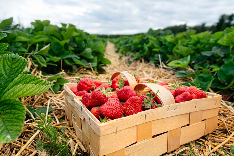 Strawberries