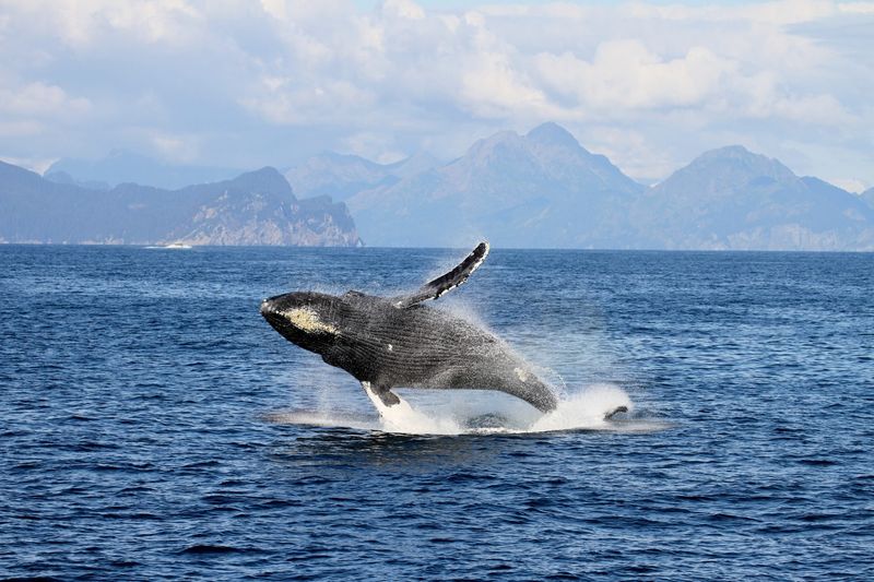 Whale Watching and Wildlife Cruises