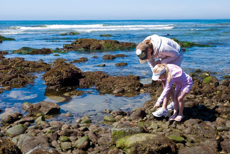 Point Loma Tide Pools Exploration
