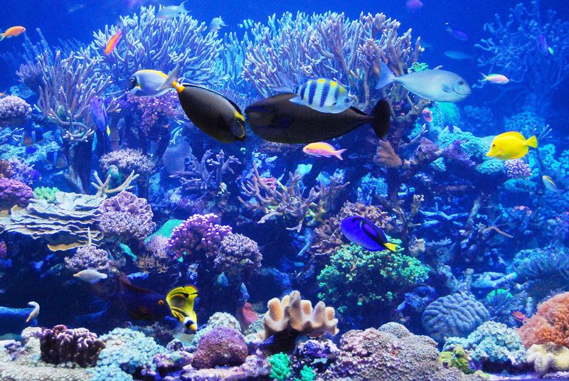 Coral Reef Spectacular