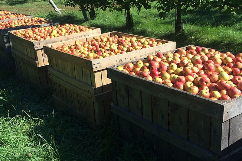 Poverty Lane Orchards (New Hampshire)