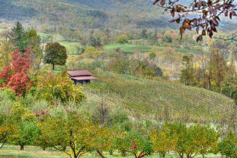 Stribling Orchard (Virginia)