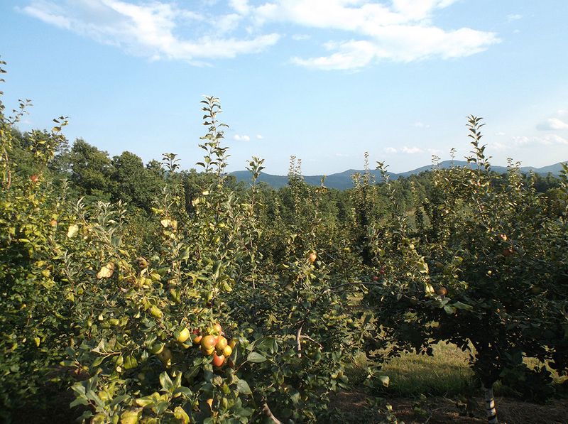 Sky Top Orchard (North Carolina)
