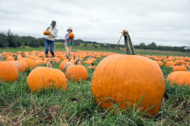 Stover's Farm Market & U-Pick