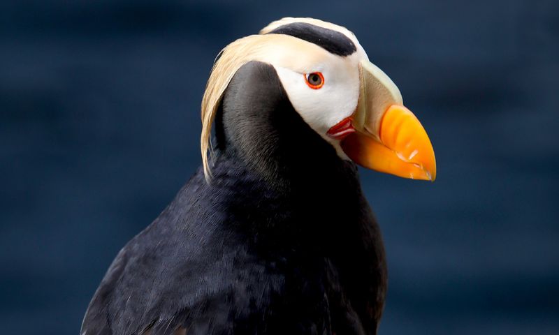 Visit the Alaska SeaLife Center