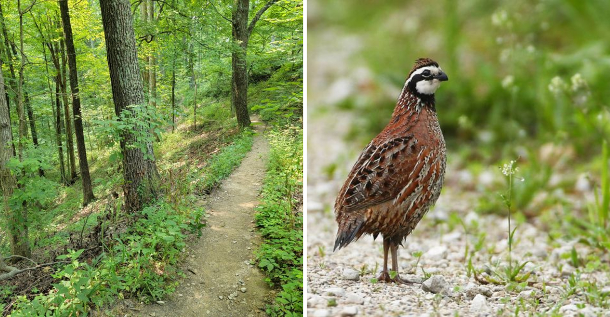 Southwest Indiana’s Hidden Sanctuary Offers Escape From Digital Overwhelm