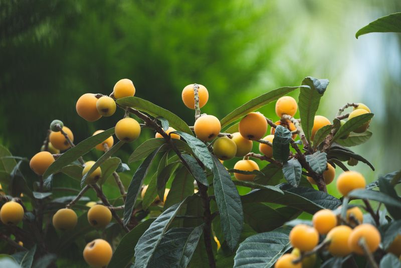 Loquat: Spring's Golden Gift