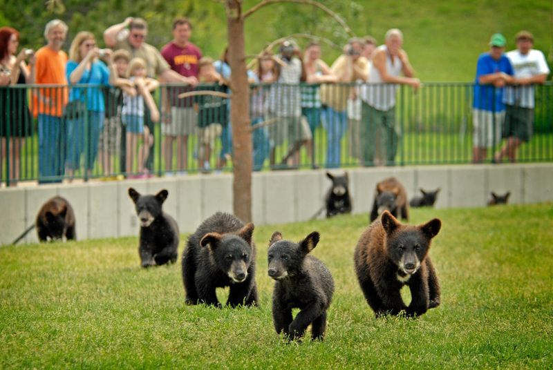 Bear Country USA – Rapid City