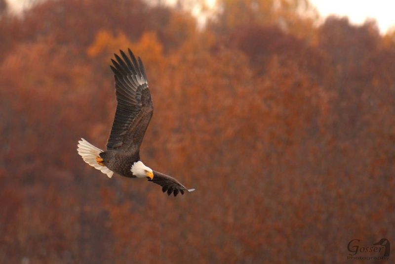 Wildlife Watching Gets Better In Fall