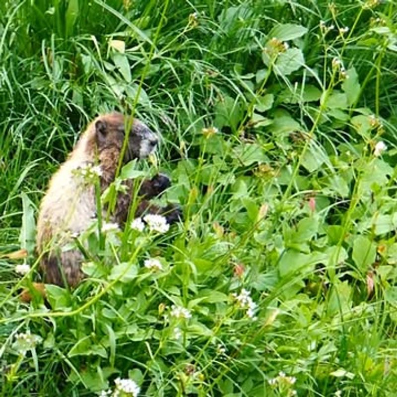 Rich Wildlife Encounters