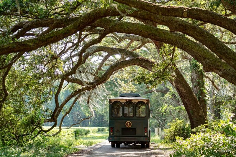Wadmalaw Island: Tea Plantation and Rural Charm