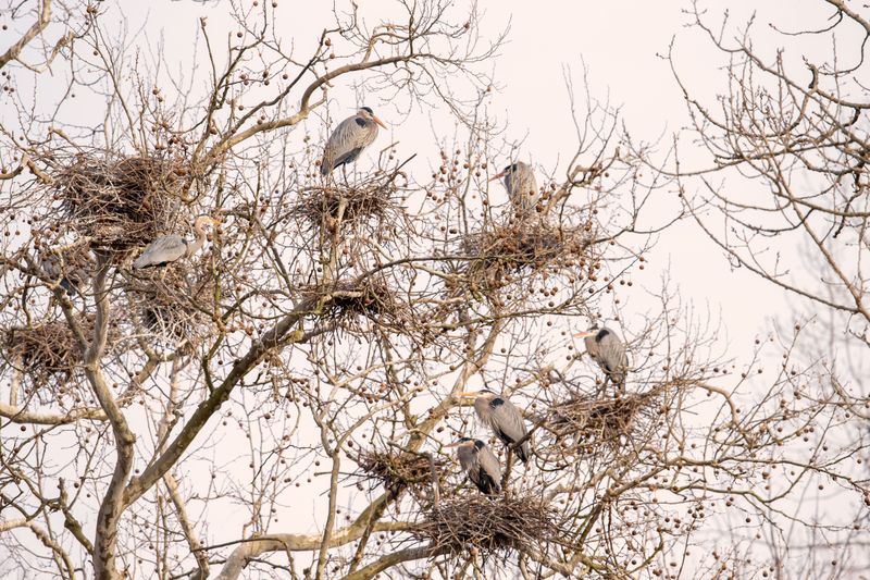 Bath Road Heronry