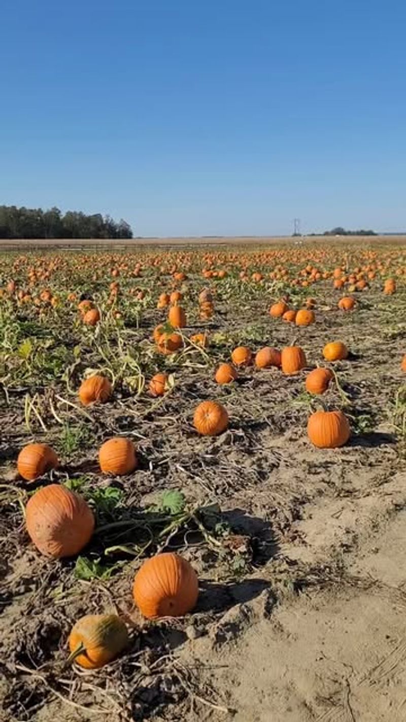 Tuttle Orchards: Where Apples Meet Pumpkins