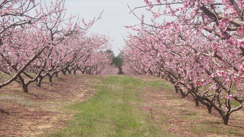 Mountain View Orchards In Jemison