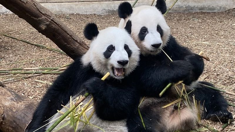 Go Wild At The Zoo