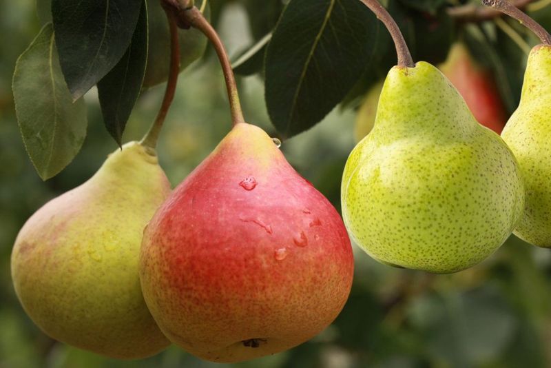 Pears