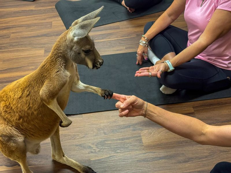 Hand-Feed Kangaroos and Make New Friends