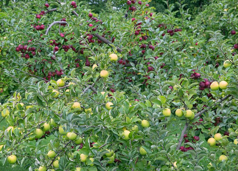 Weston's Antique Apples (Wisconsin)