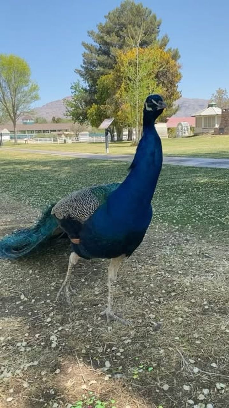 Wildlife Paradise in the Desert
