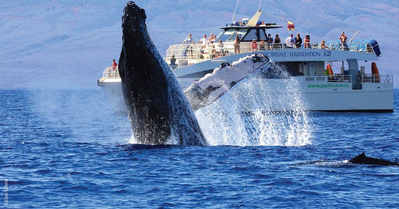Chance To Spot Whales In Season