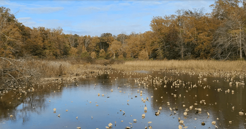 Bird Migration Spectacle