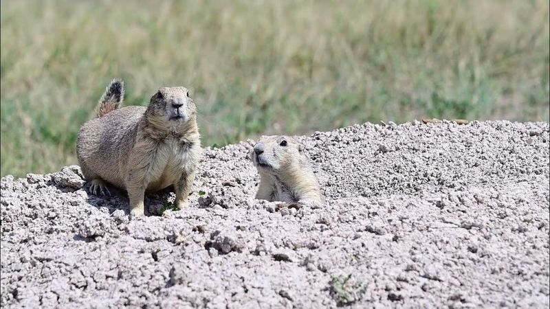 Prairie Dog Town – Badlands Area